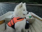 Kozak på båtur i Norge